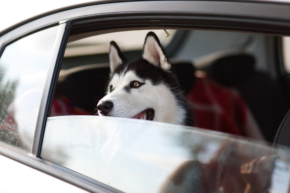 machine, dog, animal, window, pet, trip, husky