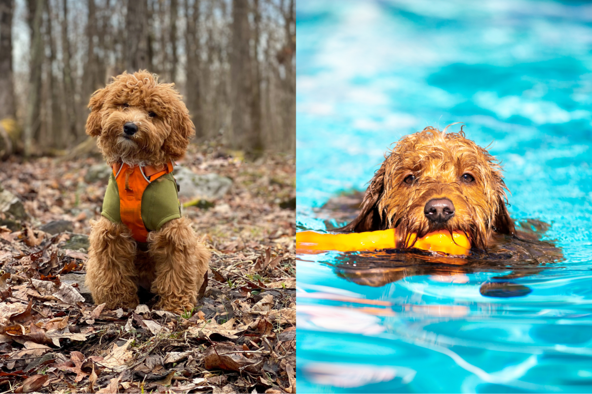 Mini Goldendoodle exercising.