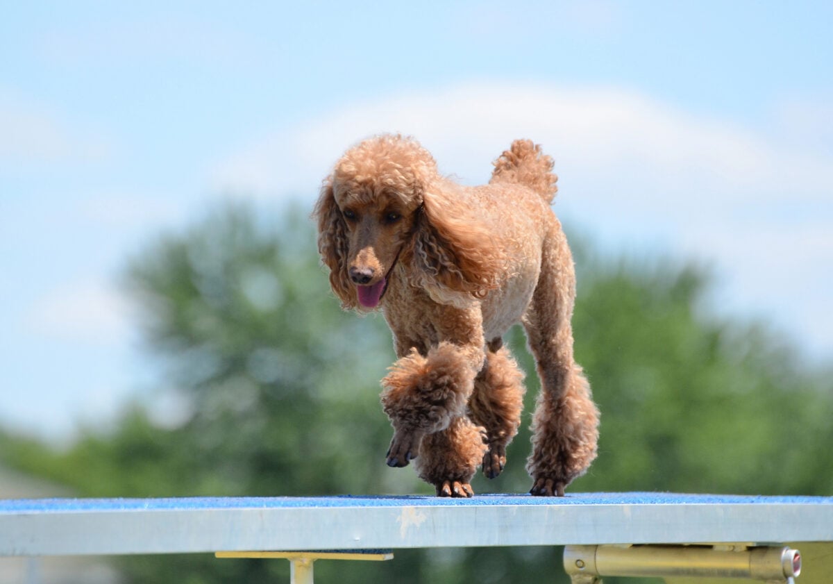 Miniature Poodle practicing agility.