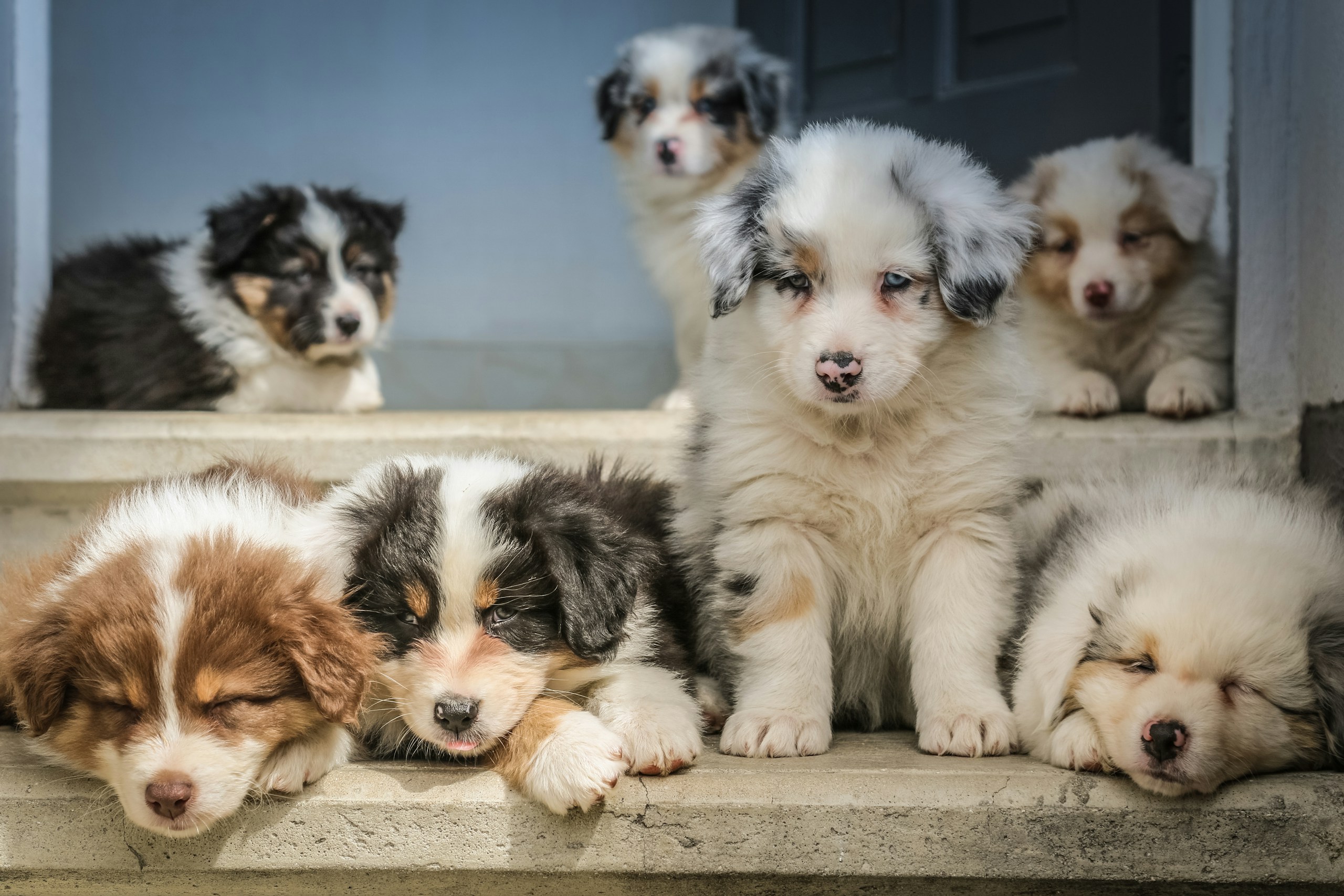 Australian Shepherd puppies