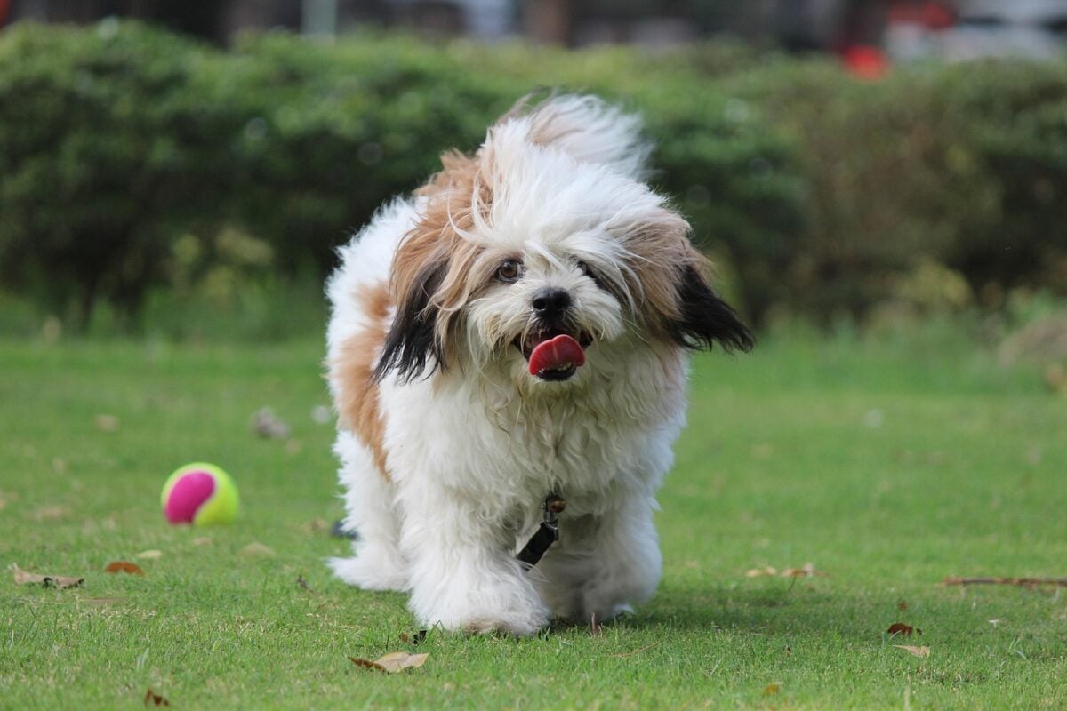 noddy, lhasa apso, coco, pet, cute puppy, animal, lhasa apso, lhasa apso, lhasa apso, lhasa apso, lhasa apso