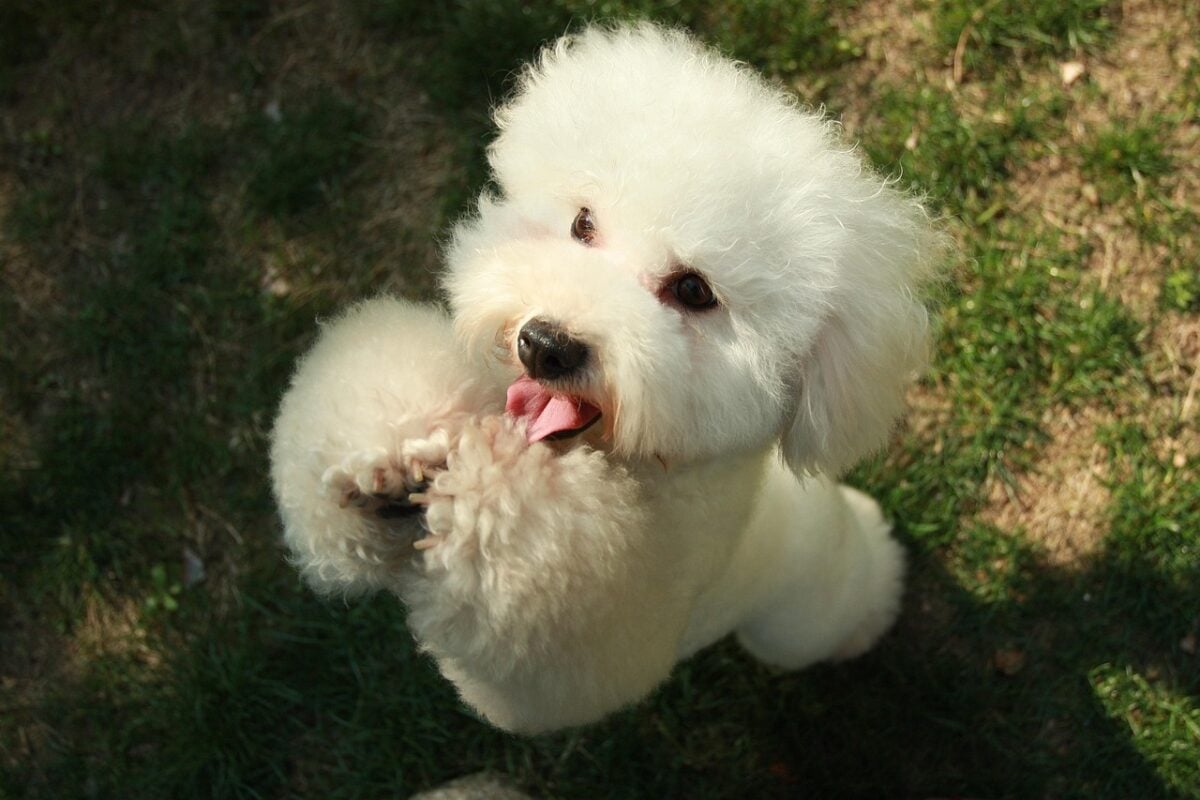 pets, dog, pet, poodle, bichon, animal, cute, dance, pet education, pet training
