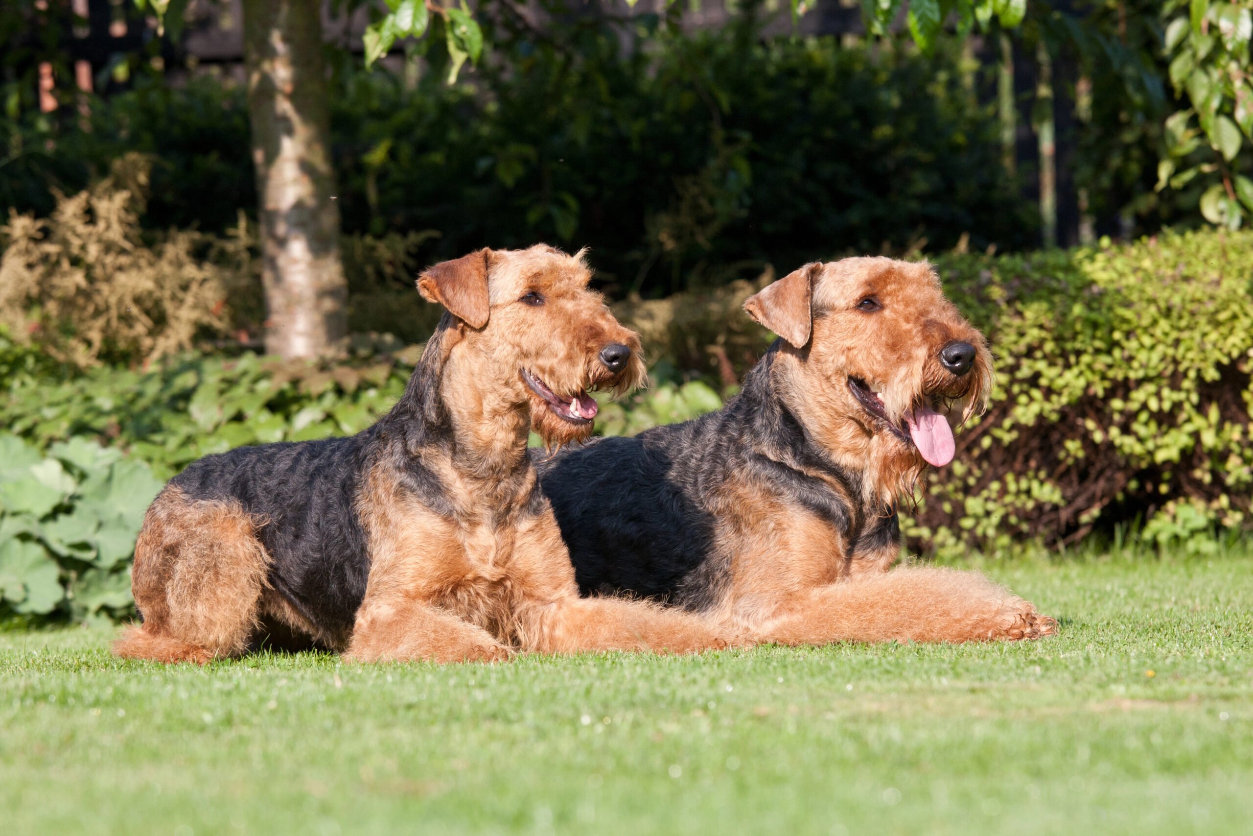 Portrait of two nice Airedale Terriers in garden.
