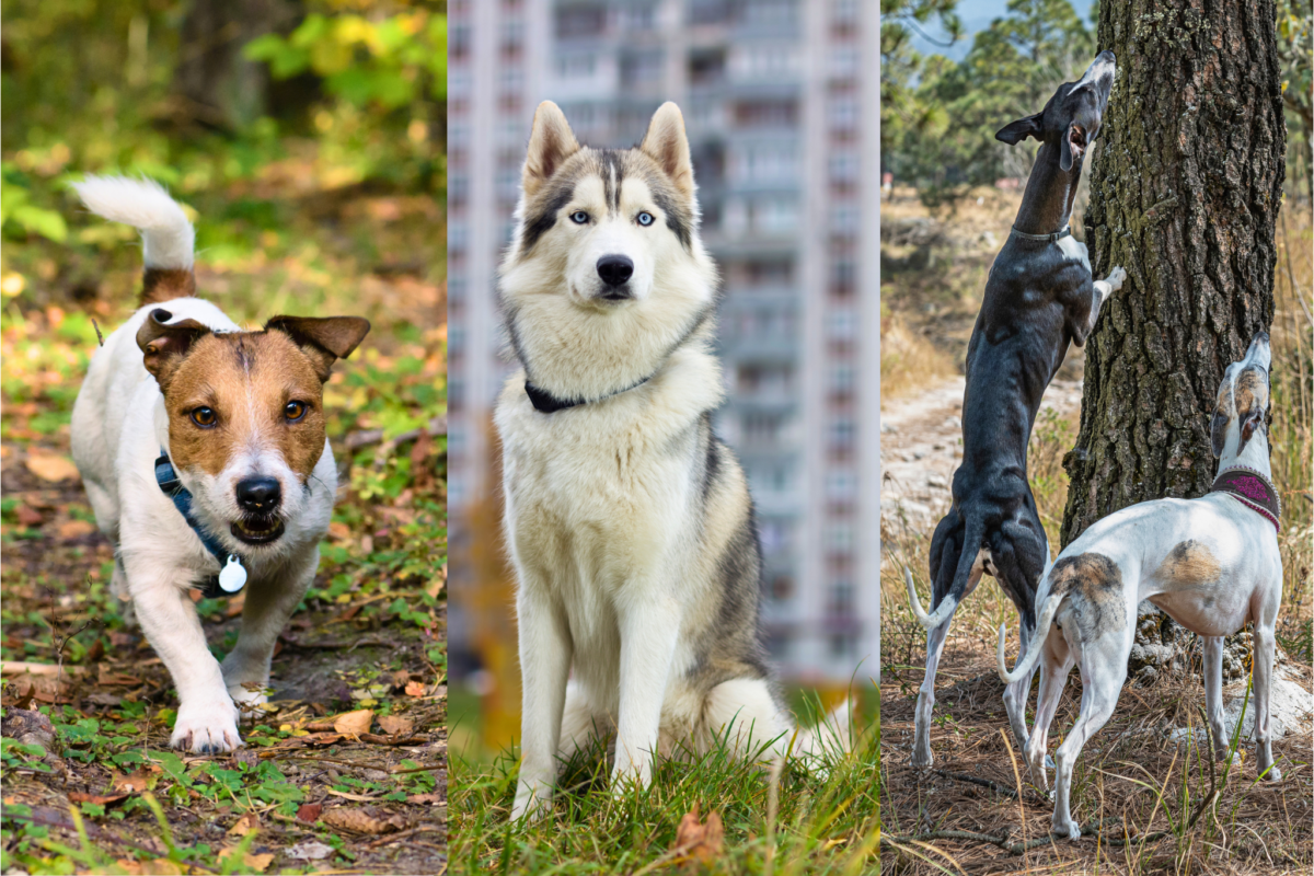 Prey-driven dogs (Jack Russell Terrier, Siberian Husky, and Greyhound).