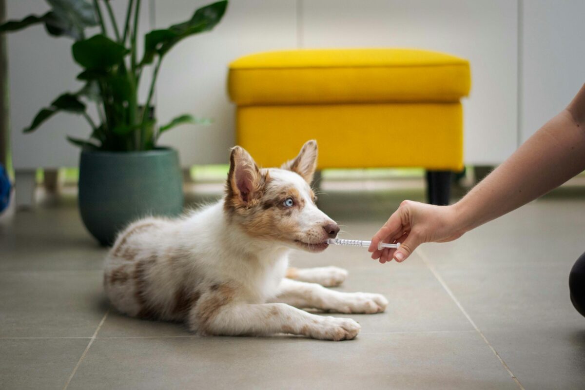 Aussie pupy being given medicine at the vet