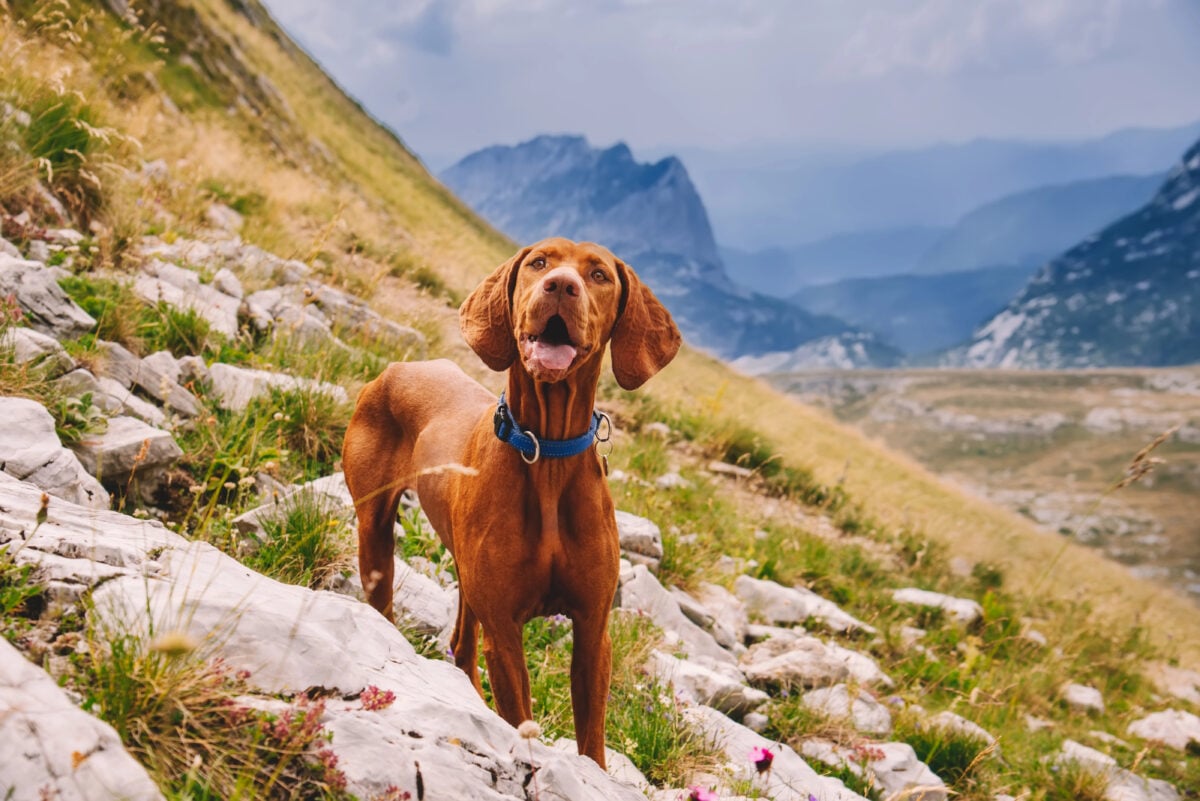 Purebred Hungarian Vizsla dog portrait in mountain landscape.