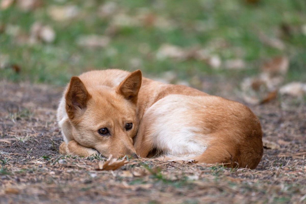 Red Carolina dog lying down.