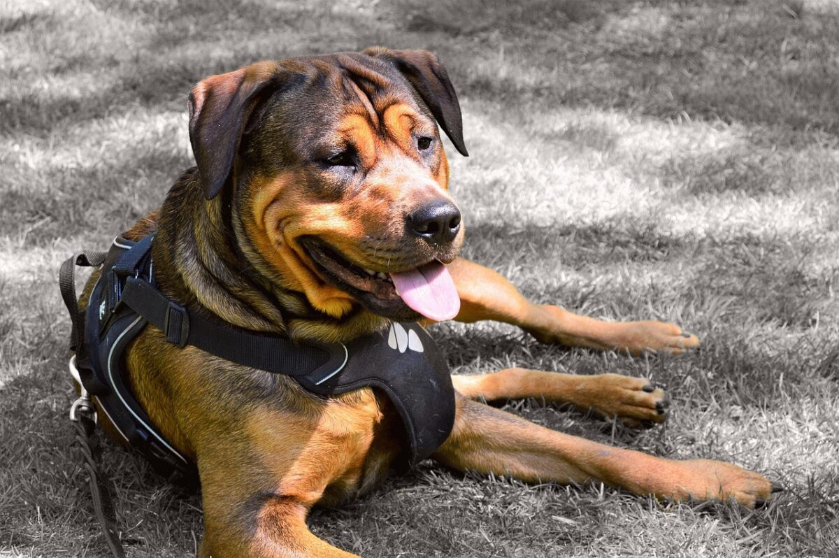 AmStaff Rottweiler mix lying down on grass.