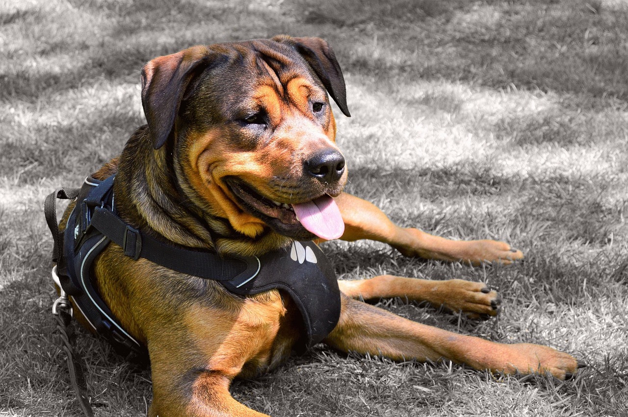 20 Rottweiler Mixes That Are Anything But Basic - Canine Journal