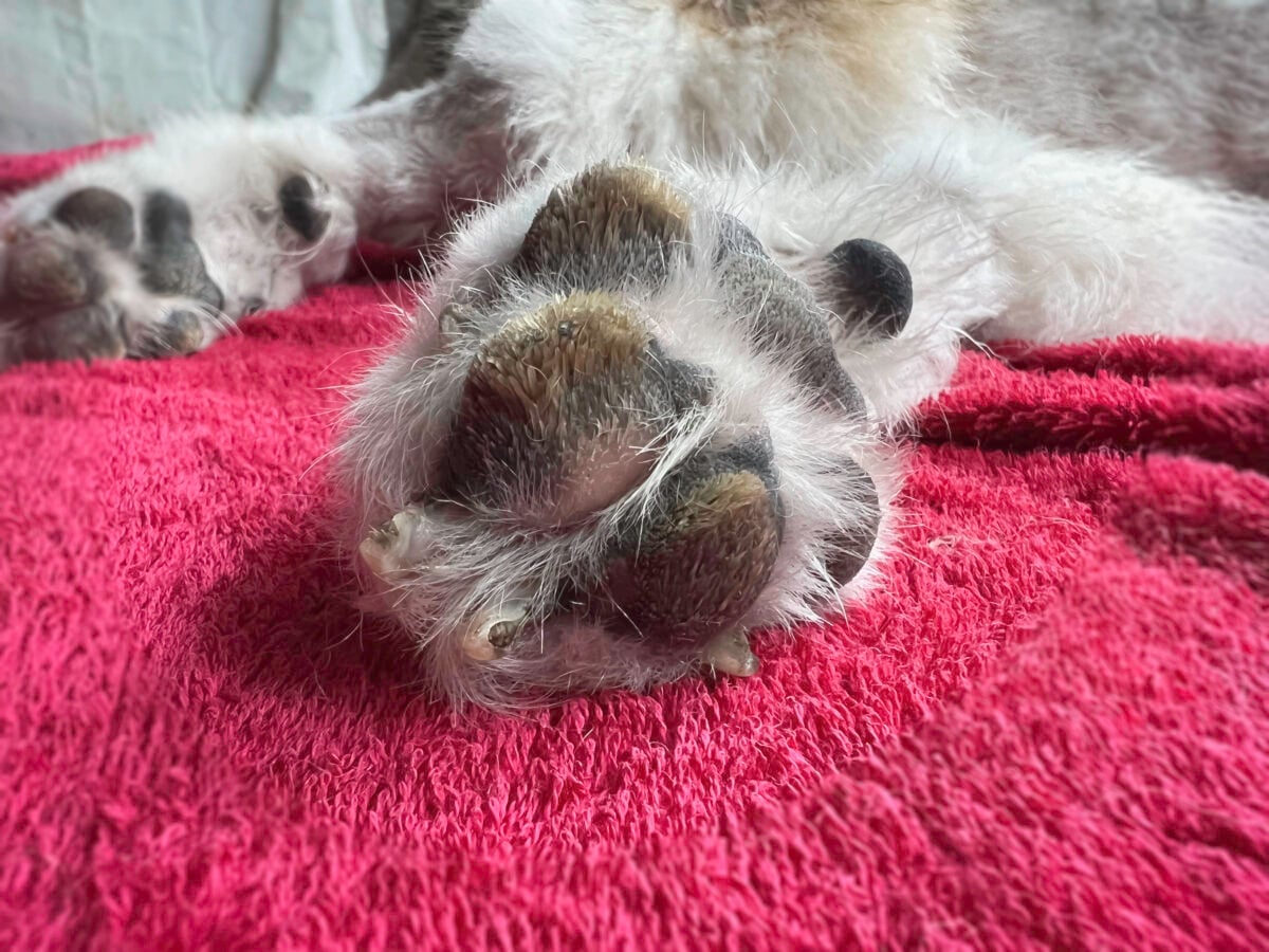 Rough thickness and dry skin texture on dog paw.The Nasodigital Hyperkeratosis disease,blurry light around