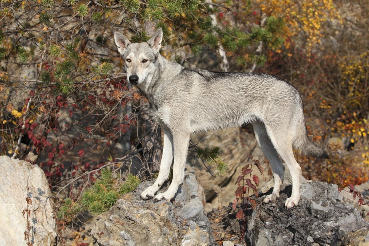 Saarloos Wolfdog standing outside.
