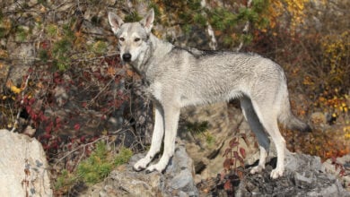 Saarloos Wolfdog standing outside.