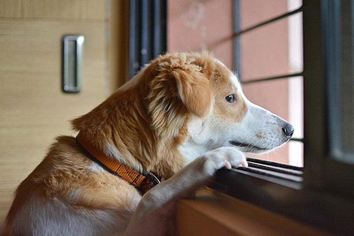 sad, dog, animal, pet, brown, puppy, young, lonely, doggy, eyes, mammal, nature, loneliness, sadness, waiting, alone, brown dog, brown alone, brown eye, brown puppy, brown pets, brown lonely