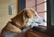 sad, dog, animal, pet, brown, puppy, young, lonely, doggy, eyes, mammal, nature, loneliness, sadness, waiting, alone, brown dog, brown alone, brown eye, brown puppy, brown pets, brown lonely