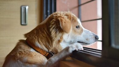 sad, dog, animal, pet, brown, puppy, young, lonely, doggy, eyes, mammal, nature, loneliness, sadness, waiting, alone, brown dog, brown alone, brown eye, brown puppy, brown pets, brown lonely