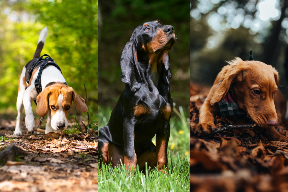 Scent-driven dogs (Beagle, Coonhound, and Dachshund).