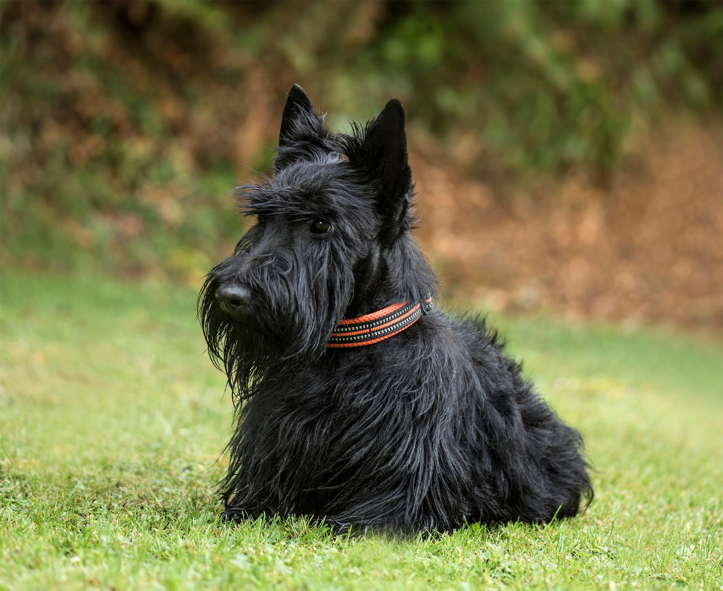 Scottish Terrier, 2 years old, in park.