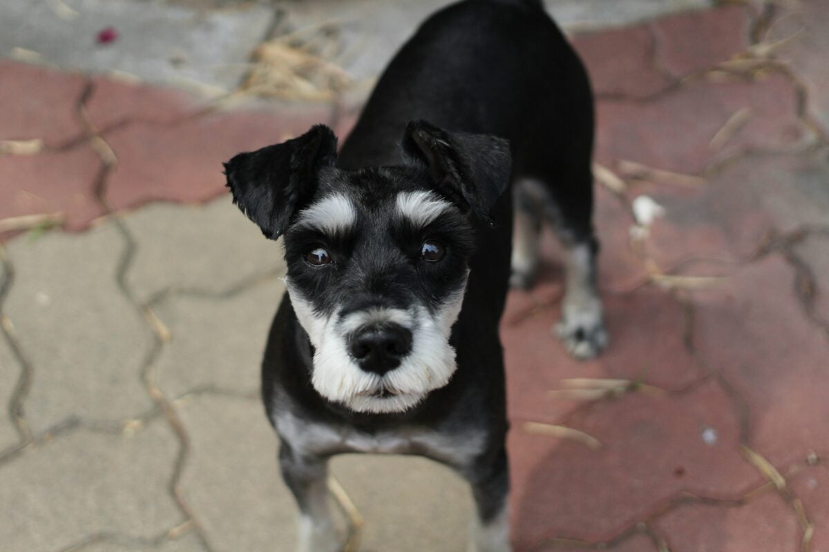 French Bulldog Schnauzer mix.