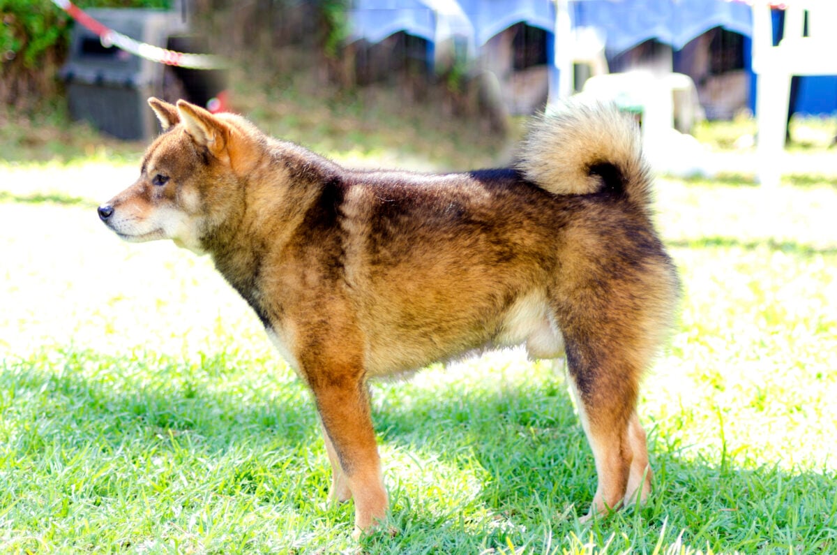 Shiba Inu standing profile.