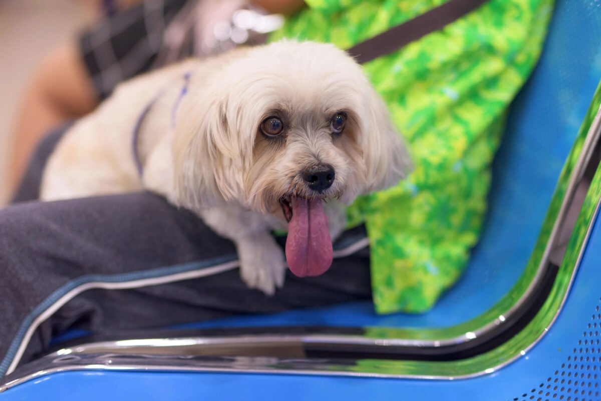 Shih tzu dog on owner legs