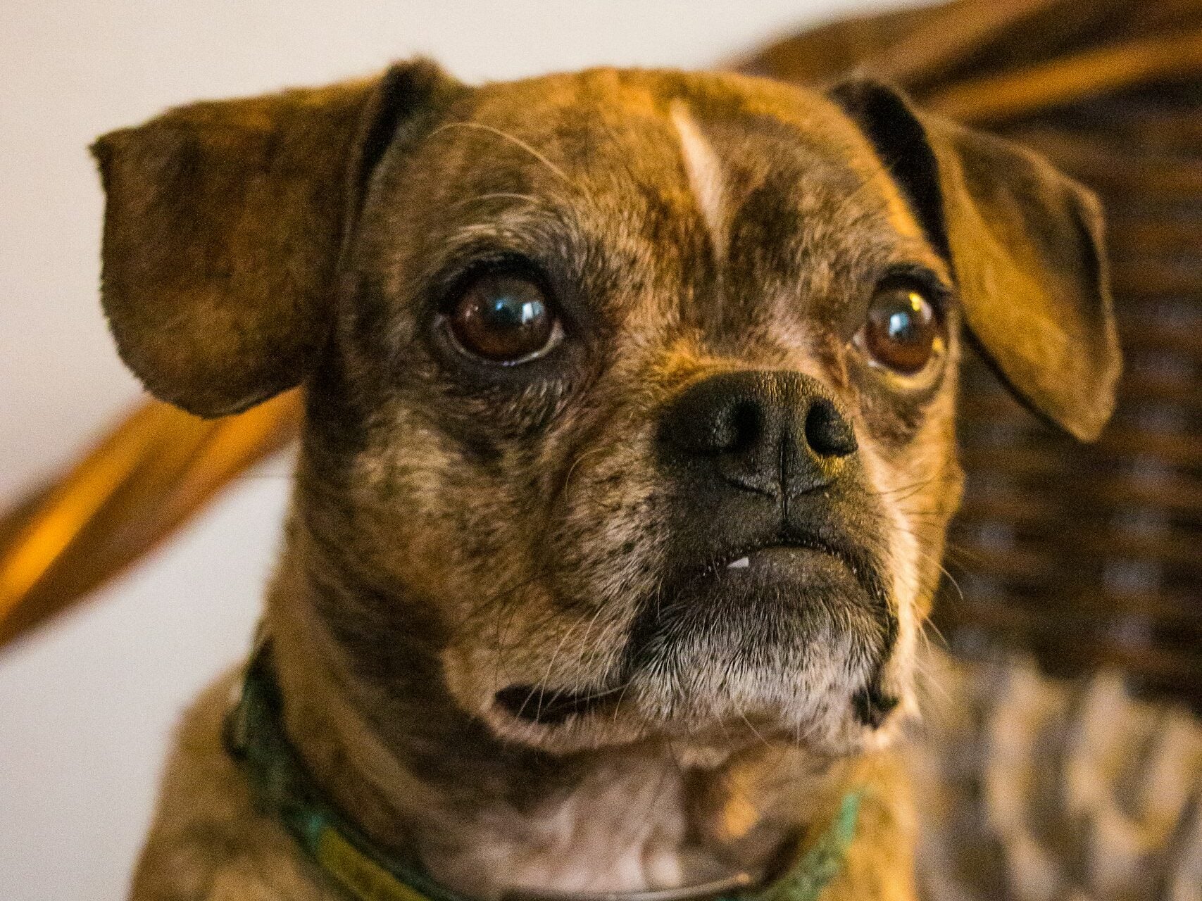 French Bulldog Boxer mix.