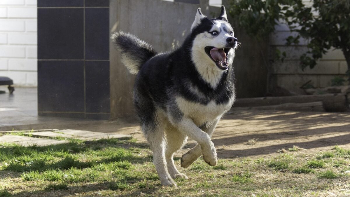 siberian husky, animal, pet, husky, dog