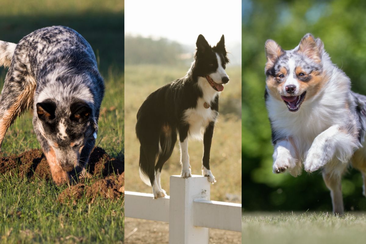 Smart dogs that get bored easily may be more prone to escaping (image featuring Blue Heeler, Border Collie, and Australian Shepherd).