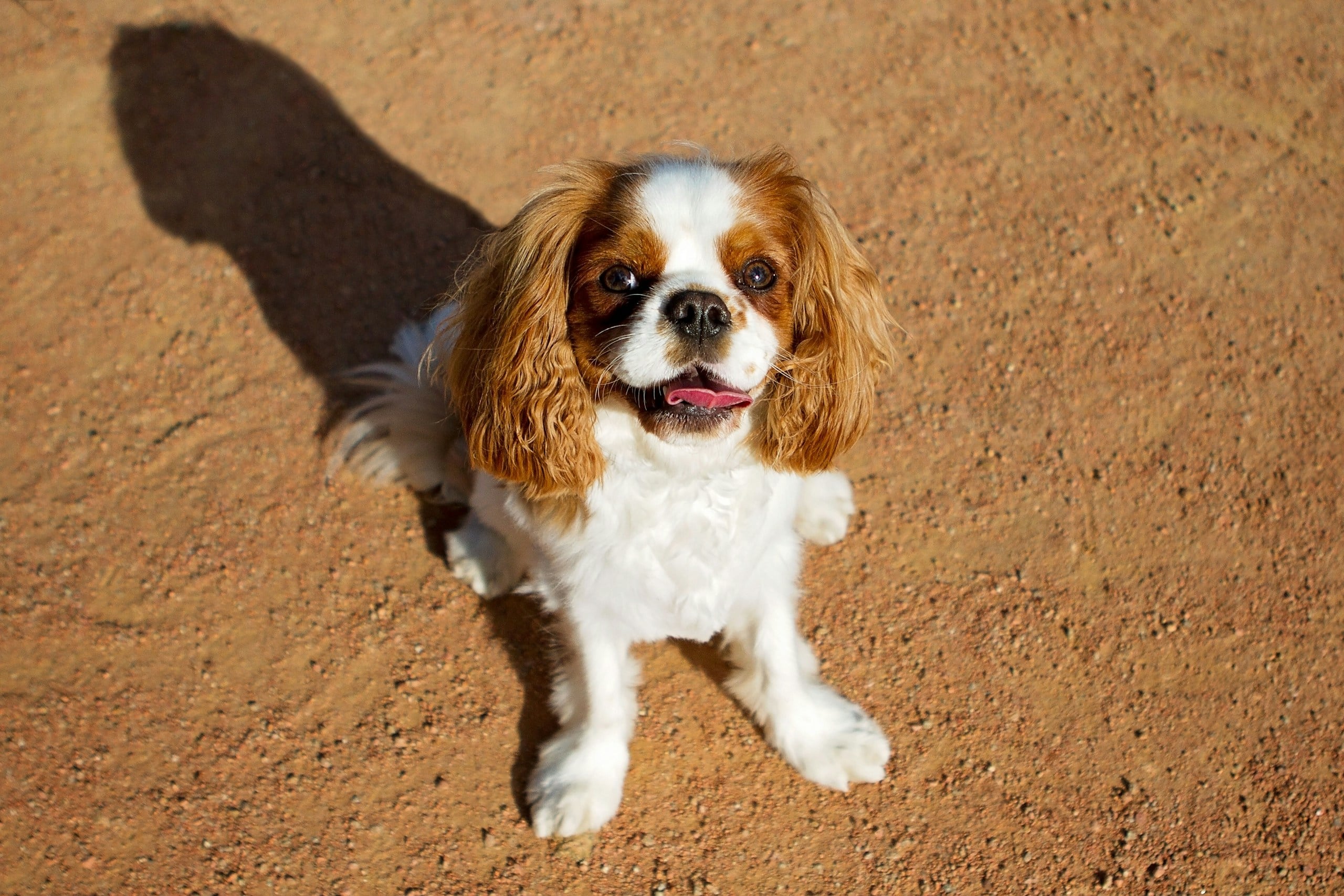Cavalier King Charles Spaniel sitting on dirt.