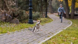 Boy chases escaped Jack Russell Terrier dog in the park, with leash dragging behind dog.