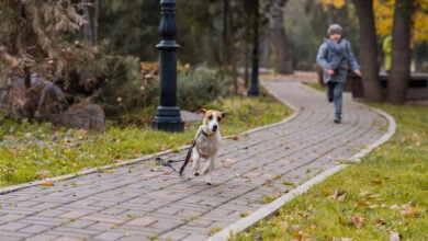 Boy chases escaped Jack Russell Terrier dog in the park, with leash dragging behind dog.