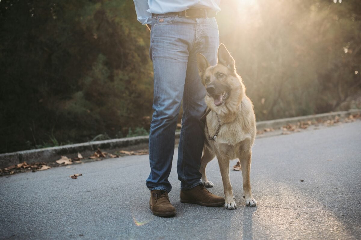 German Shepherd dog stands next to his owner.