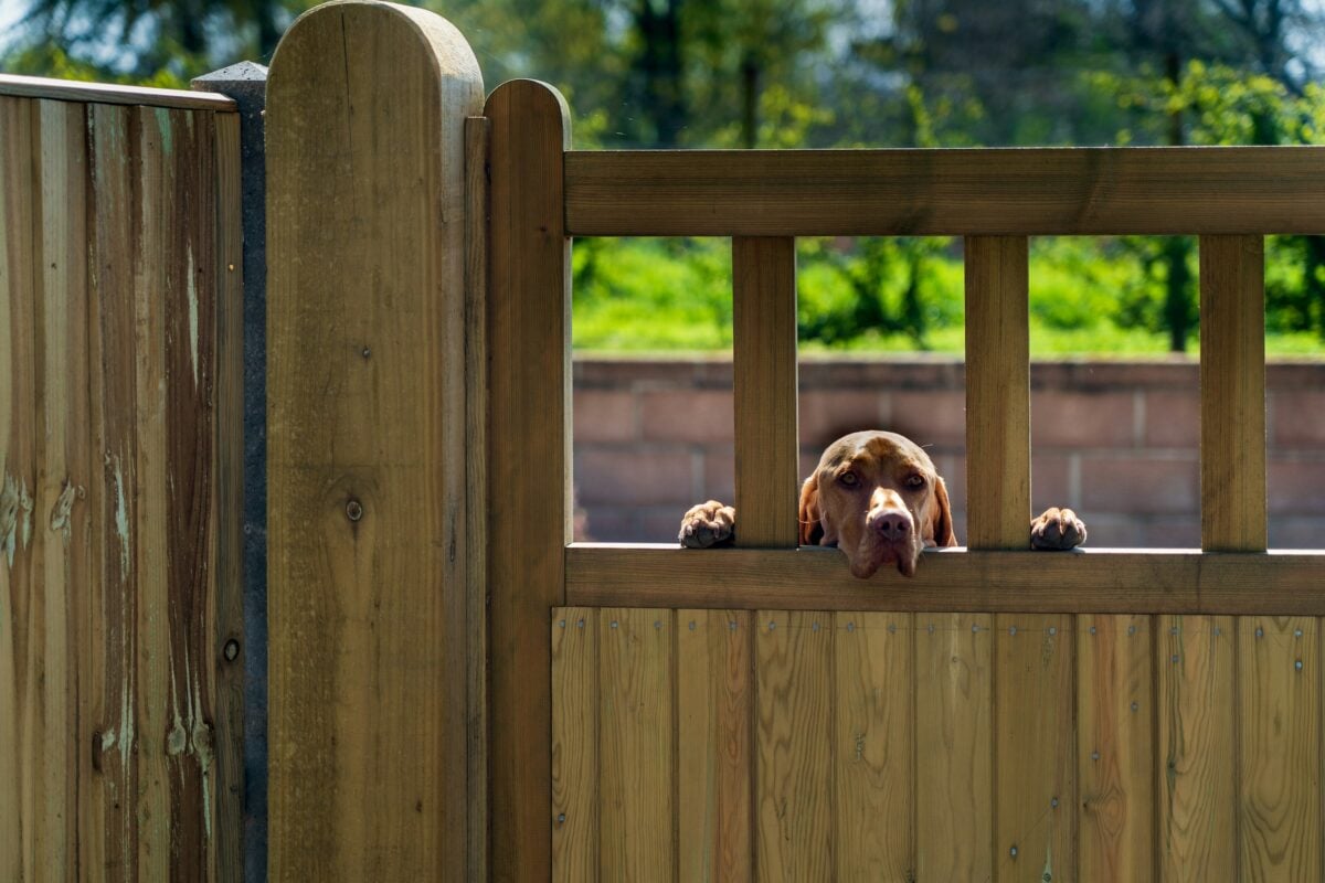 The face of a dog, peering over gate fence.
