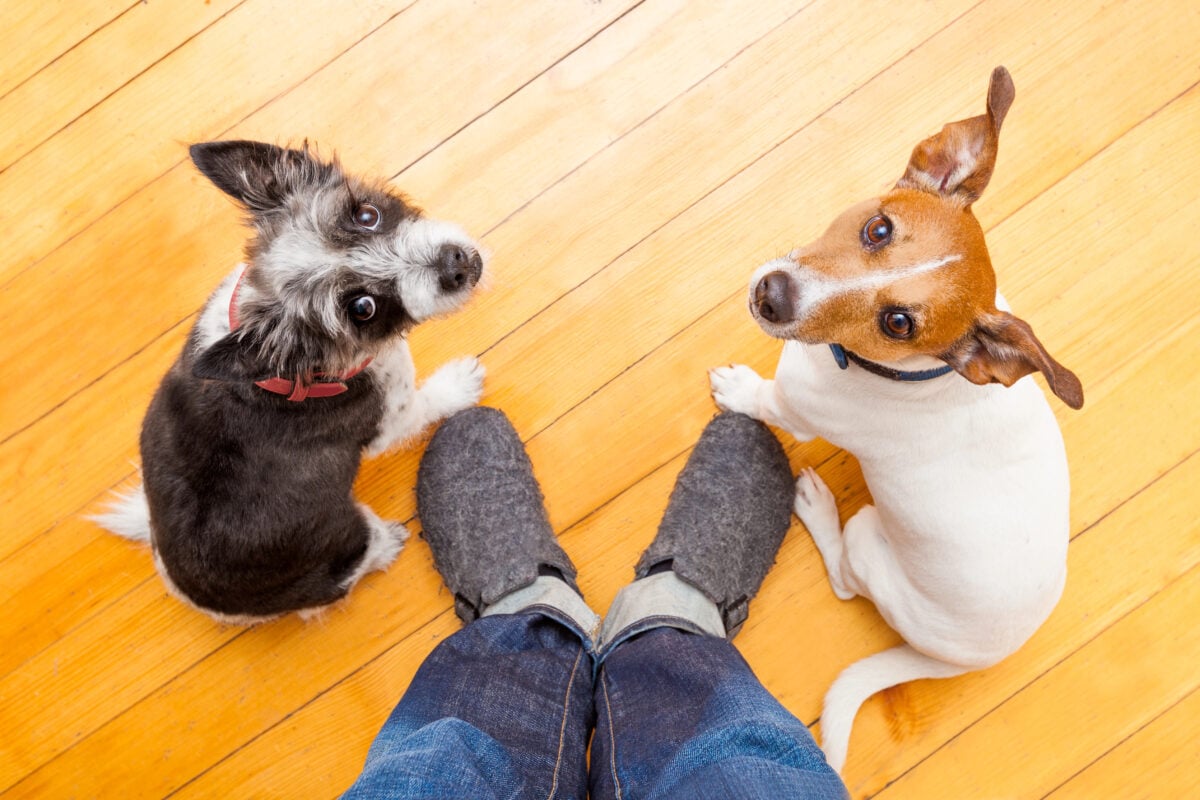 two dogs and ower at home