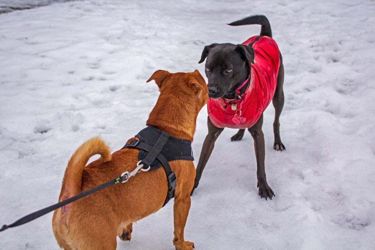 Fearless Patterdale Terrier confronting other dog in the snow.