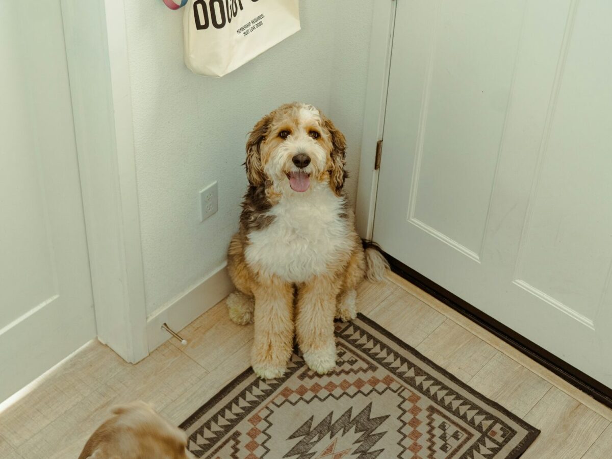 Bernedoodle dog waiting by door.