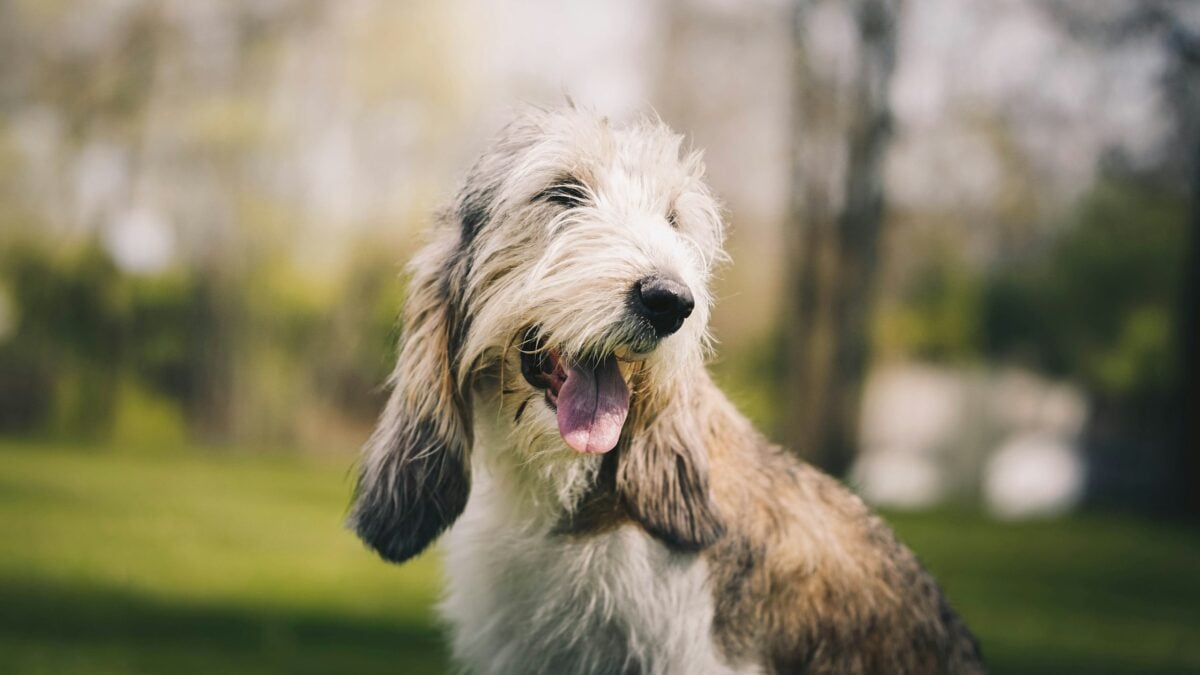 Closeup of Otterhound dog outside.
