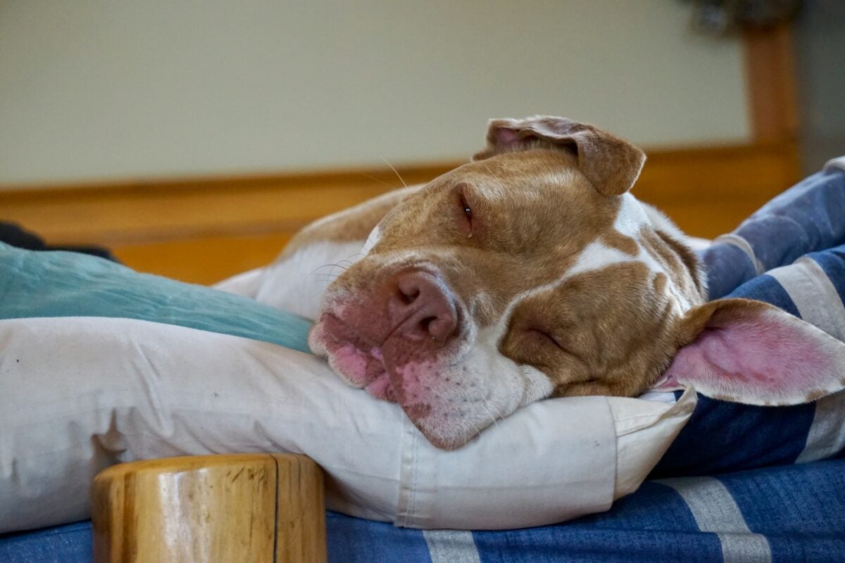 A brown and white Pit Bull asleep on a pillow.