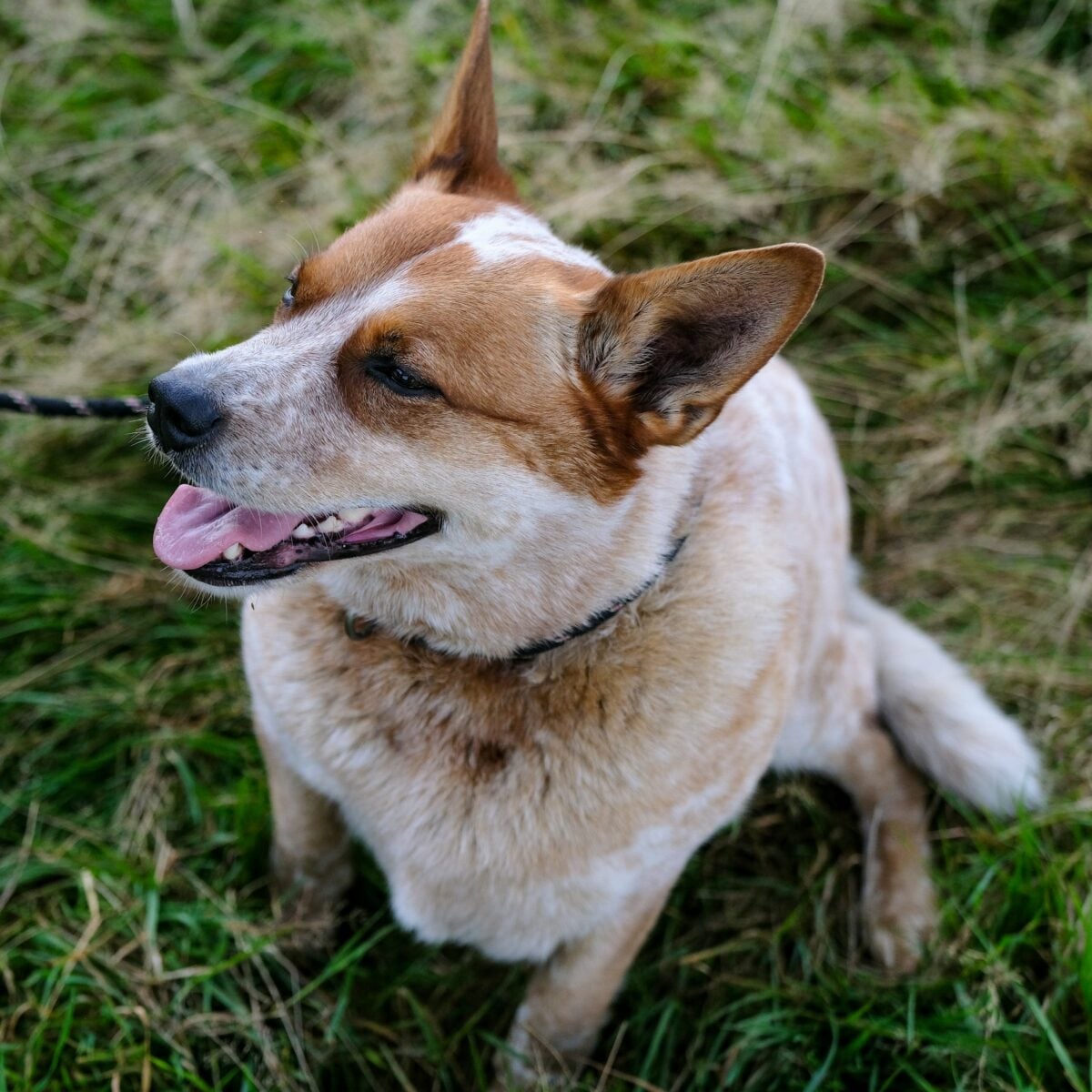 Red Heeler (Australian Cattle Dog) sitting outside.