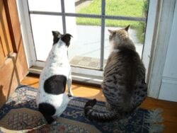 Dog and cat sitting together looking outside window.