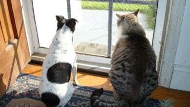 Dog and cat sitting together looking outside window.
