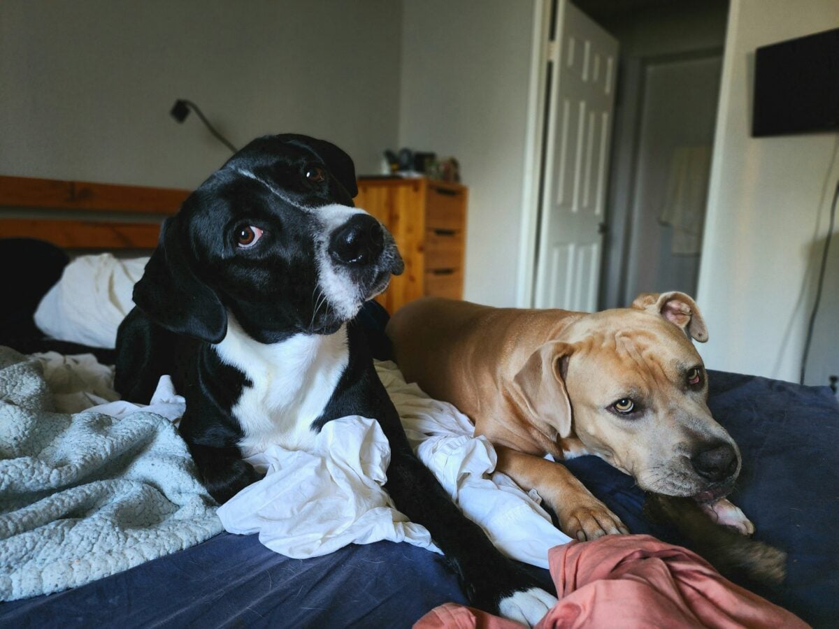 Two dogs lying on a bed with clothes on it to show why my dog sleeps on laundry.