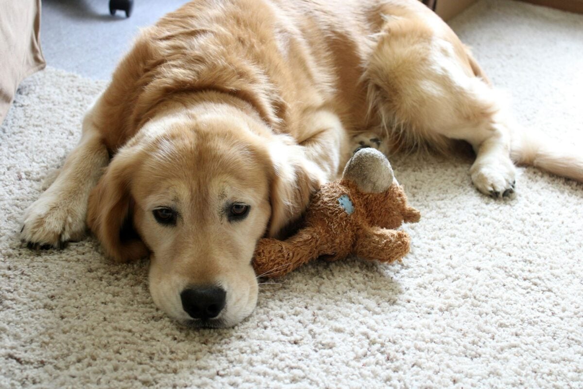 Old Golden Retriever lying on the floor with its head on a worn-out stuffed toy.