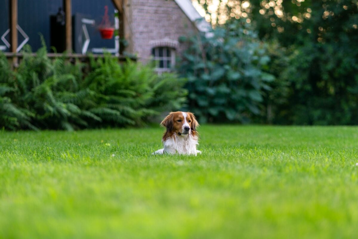 Dog lying in grass in front yard.