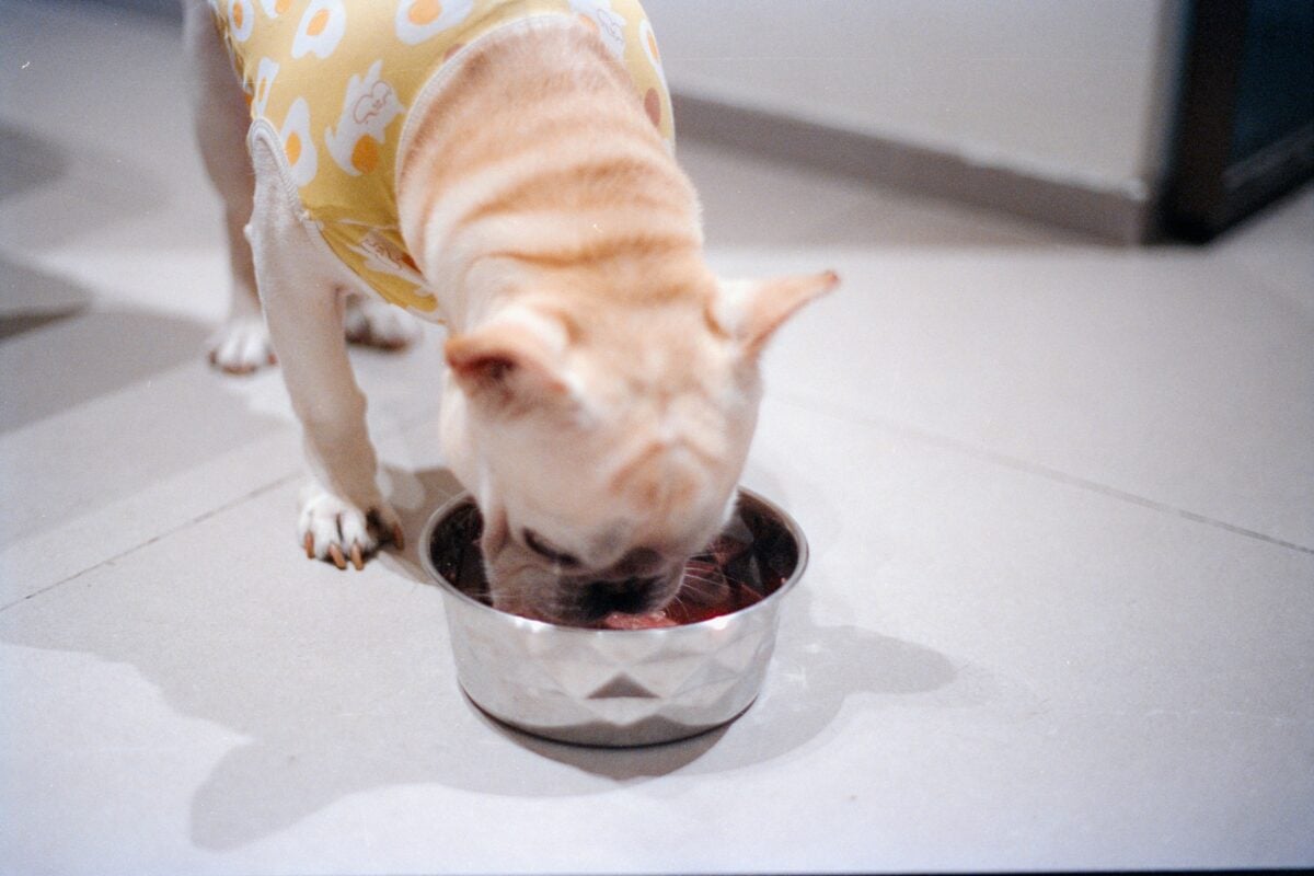 French Bulldog wearing yellow shirt eats from bowl.
