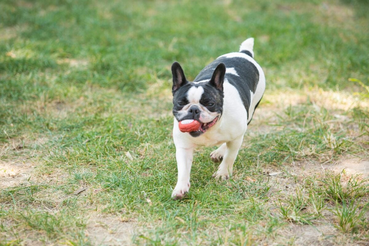 French Bulldog running outside with ball in mouth.