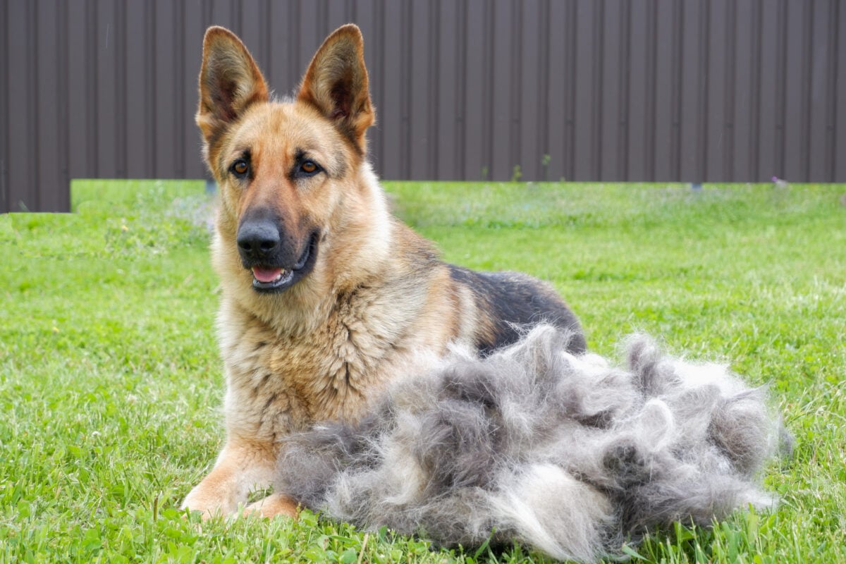 A German shepherd dog sits on a green lawn near a large pile of fur after grooming. 