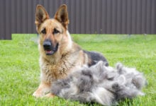 A German shepherd dog sits on a green lawn near a large pile of fur after grooming.