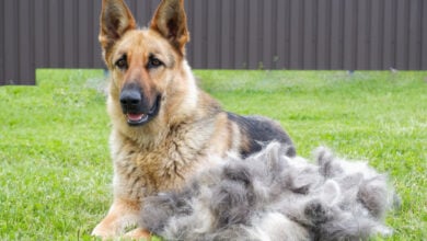 A German shepherd dog sits on a green lawn near a large pile of fur after grooming.