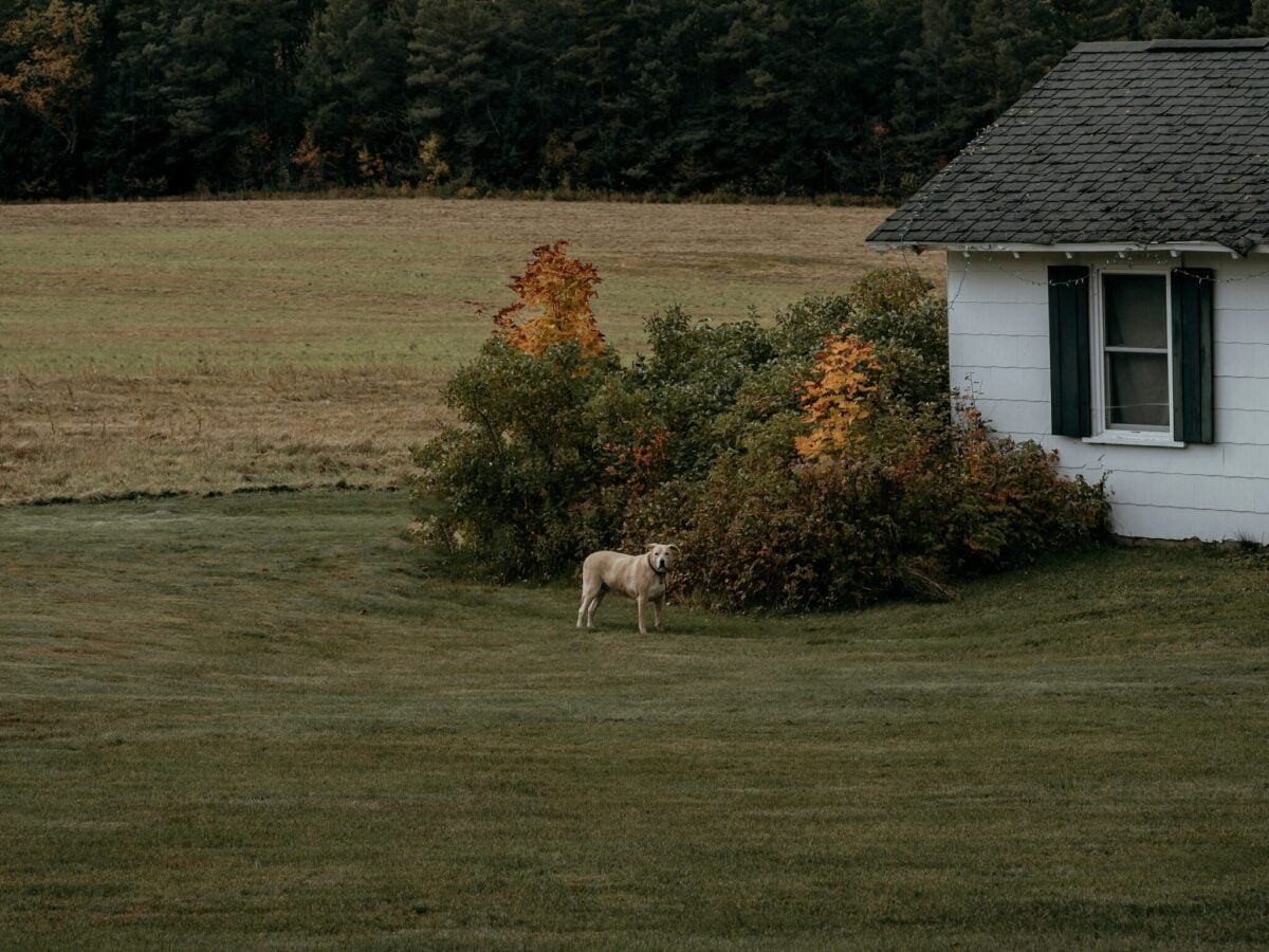 Dog standing in unfenced front yard.
