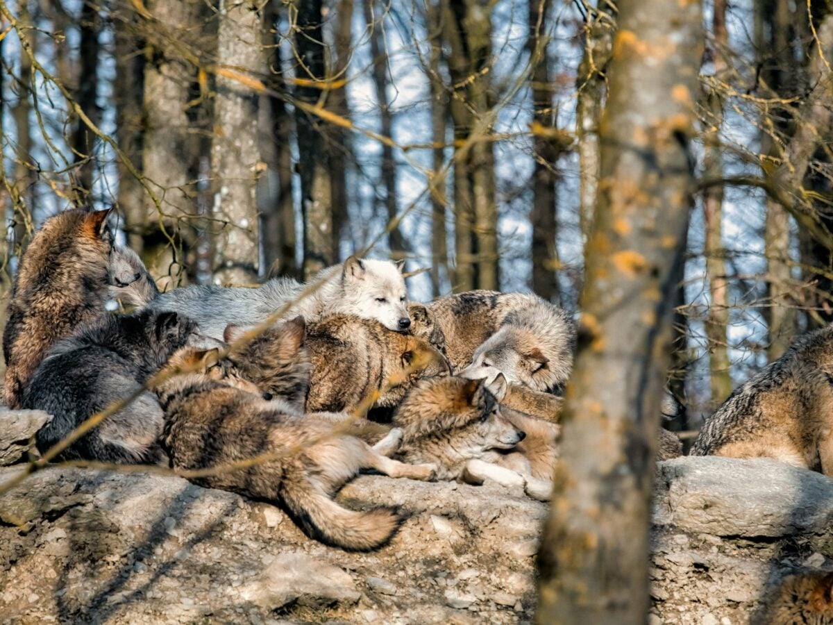 A pack of wolves sleeping together on a rock in the woods.